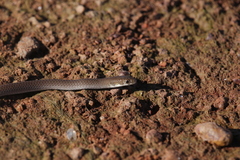 Delma tincta
