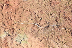 Delma tincta
