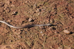 Delma tincta