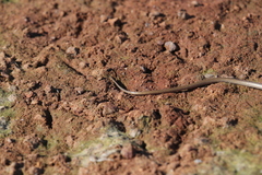 Delma tincta