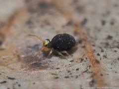 Sminthurinus minutus