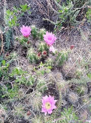 Echinocereus cinerascens