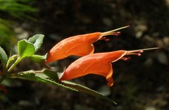 Clinopodium macrostemum