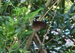 Euploea eyndhovii