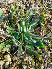 Plantago serraria