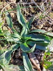 Plantago serraria