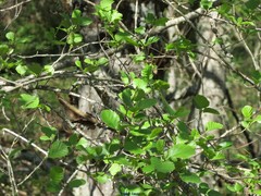 Alnus lusitanica