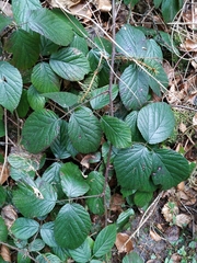 Rubus pedemontanus