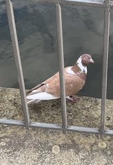 Columba livia domestica