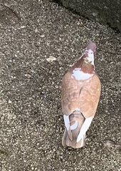 Columba livia domestica