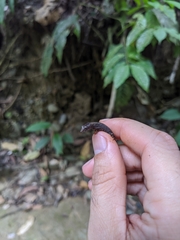 Echinosaura palmeri