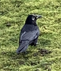 Corvus corone