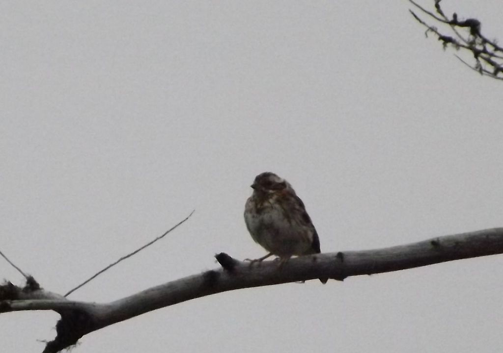 Pine Bunting from Noglikskii, Sakhalin Oblast, Russia on August 17 ...