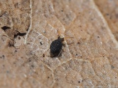 Sminthurinus minutus