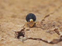 Sminthurinus minutus