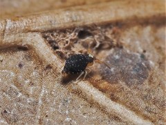 Sminthurinus minutus