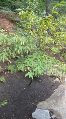 Carpinus japonica