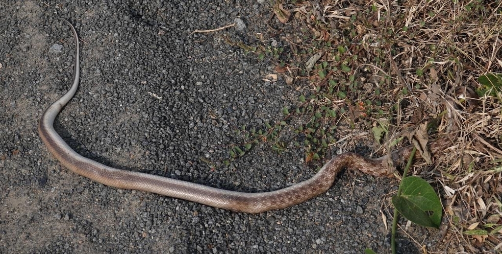 Common Indian trinket snake from Kelambakkam, Tamil Nadu, India on ...