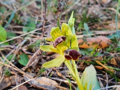 Ophrys fusca