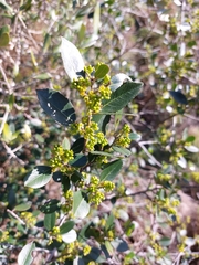 Rhamnus alaternus