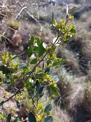 Rhamnus alaternus