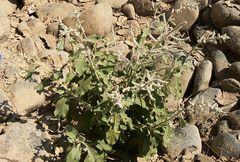 Aerva javanica