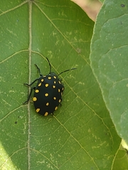 Pachycoris torridus