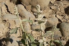 Aerva javanica