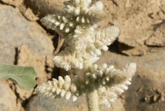 Aerva javanica