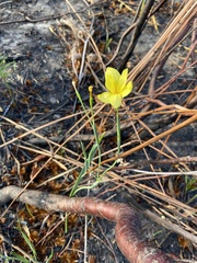 Moraea pyrophila