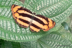 Pantoporia