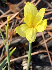 Moraea pyrophila