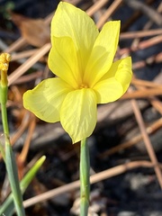 Moraea pyrophila