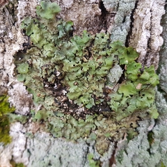 Ricasolia amplissima