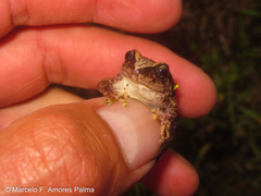 Pristimantis unistrigatus