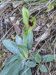 Ophrys sphegodes massiliensis