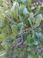 Quercus coccifera