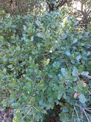 Quercus coccifera