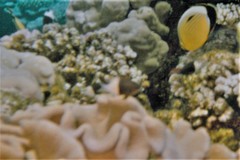 Pycnochromis dimidiatus