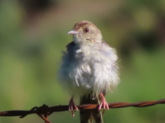 Cisticola lais