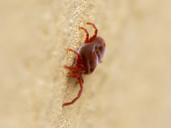 Allothrombium fuliginosum