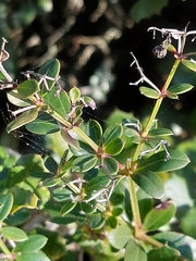 Rubia peregrina