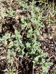 Cistus crispus