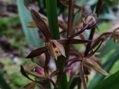 Cymbidium sinense