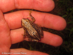 Pristimantis unistrigatus