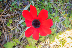Anemone pavonina
