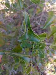 Smilax aspera