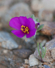 Portulaca philippii