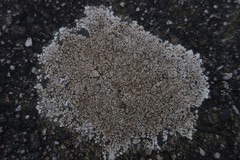 Protoparmeliopsis muralis