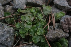 Lunularia cruciata